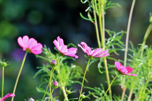 cosmos bipinnatus flower blossom