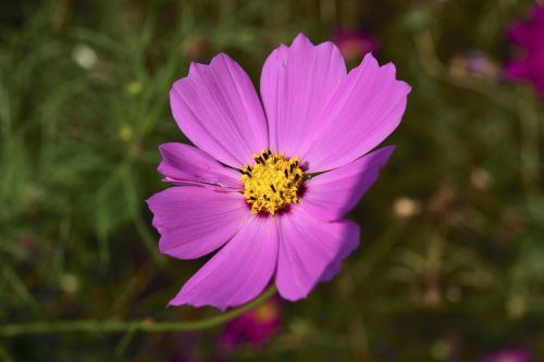 cosmos factory flowers affix