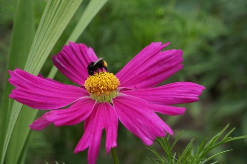 cosmos flower delicate flower bee in bloom