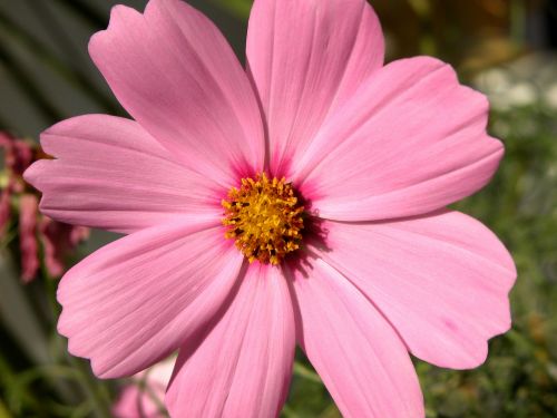 cosmos flower flower pink