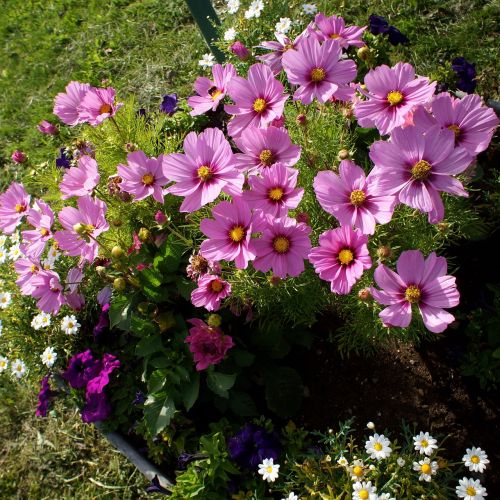 cosmos flower plant flower