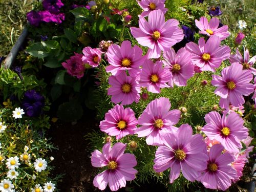 cosmos flower plant flower