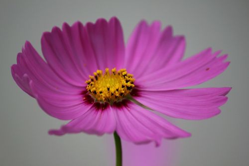 cosmos flower cosmos flower