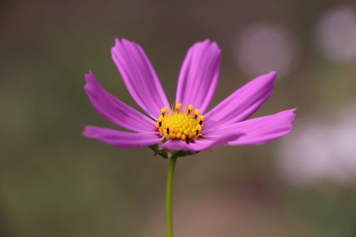 cosmos flower purple plant