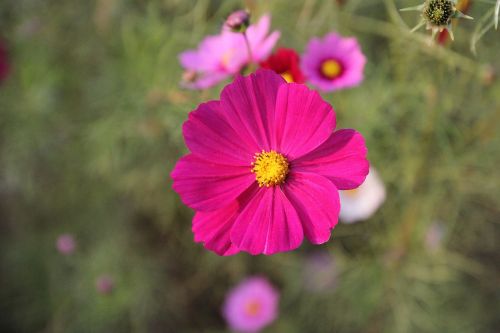 cosmos flower flower plant