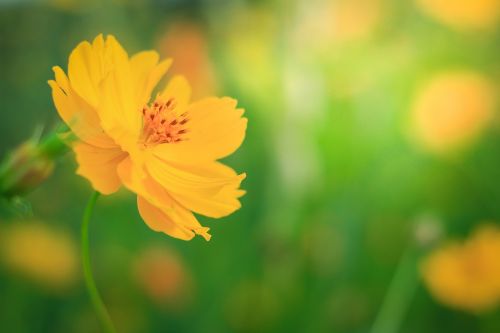 cosmos flowers yellow flowers nature