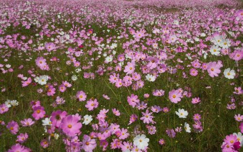 cosmos flowers flowers field