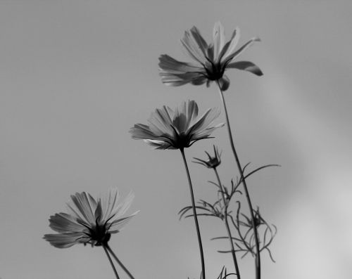 Cosmos Flowers Against The Sky, B&amp;w