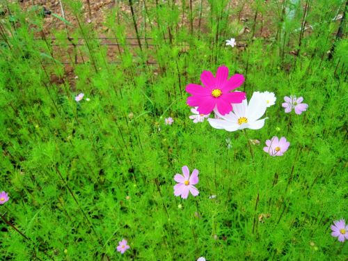 Cosmos Flowers In Patch