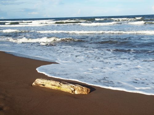 costa rica tortuguero national park nature