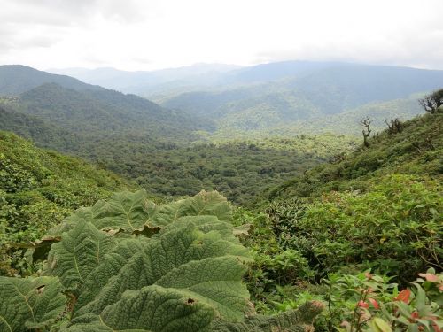 costa rica monteverde jungle