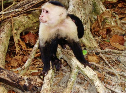 costa rica jungle monkey