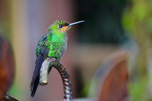 costa rica  hummingbird  nature