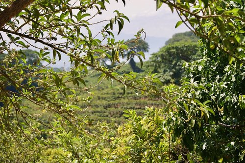 costa rica  trees  nature