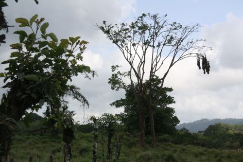 Costa Rica Bird Nest