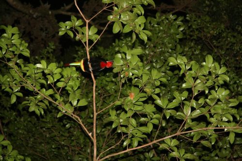 Costa Rica Bird Tucan