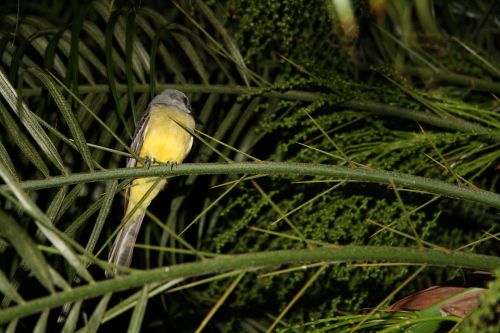 Costa Rica Bird