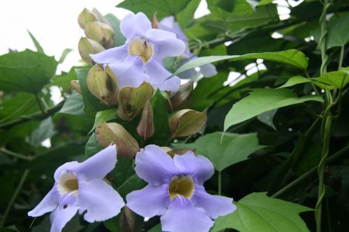 Costa Rica Flowers