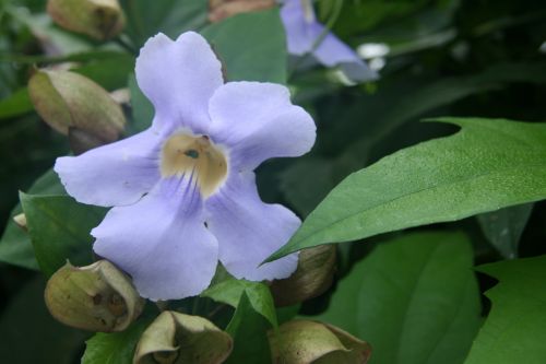 Costa Rica Flowers