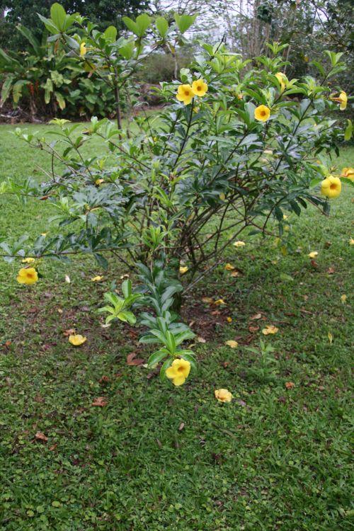 Costa Rica Flowers