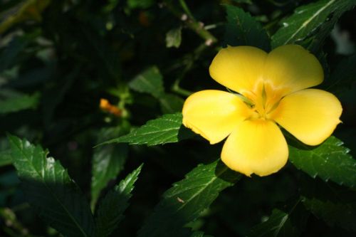 Costa Rica Flowers