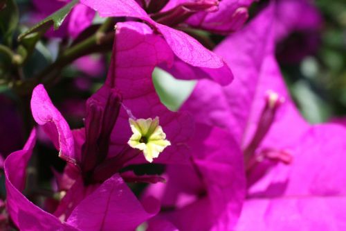 Costa Rica Flowers