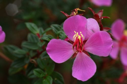 Costa Rica Flowers