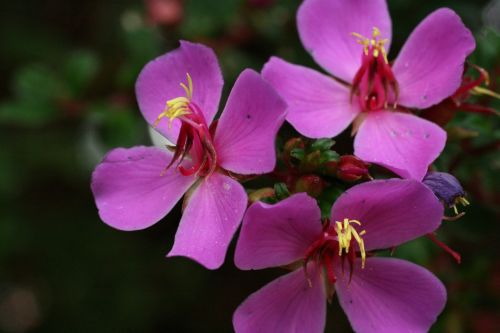 Costa Rica Flowers