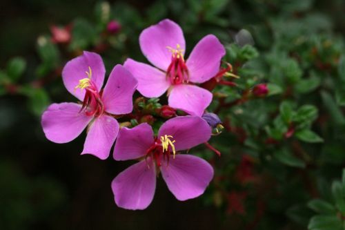 Costa Rica Flowers