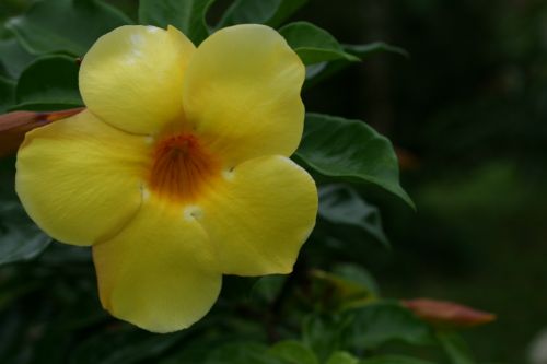 Costa Rica Flowers