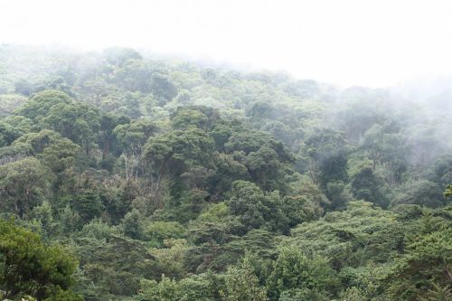 Costa Rica Forest