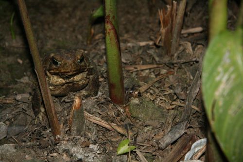 Costa Rica Frog Toad