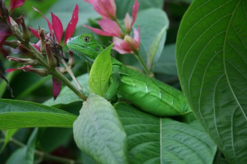 Costa Rica Iguana