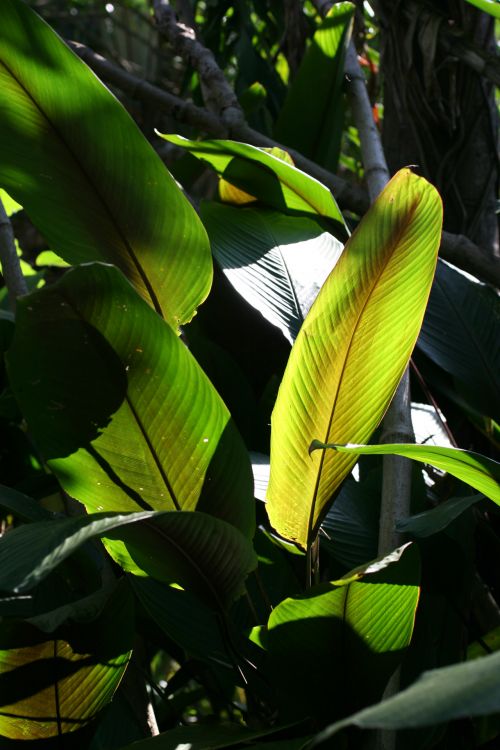 Costa Rica Leaves