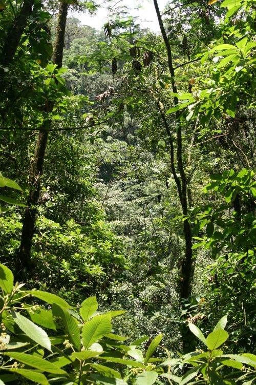 Costa Rica Rain Forest