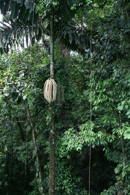 Costa Rica Tree Pod