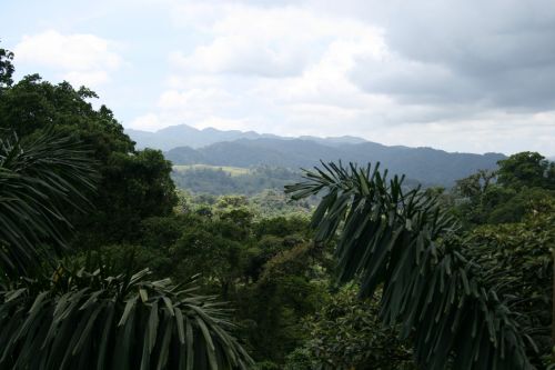 Costa Rica Trees