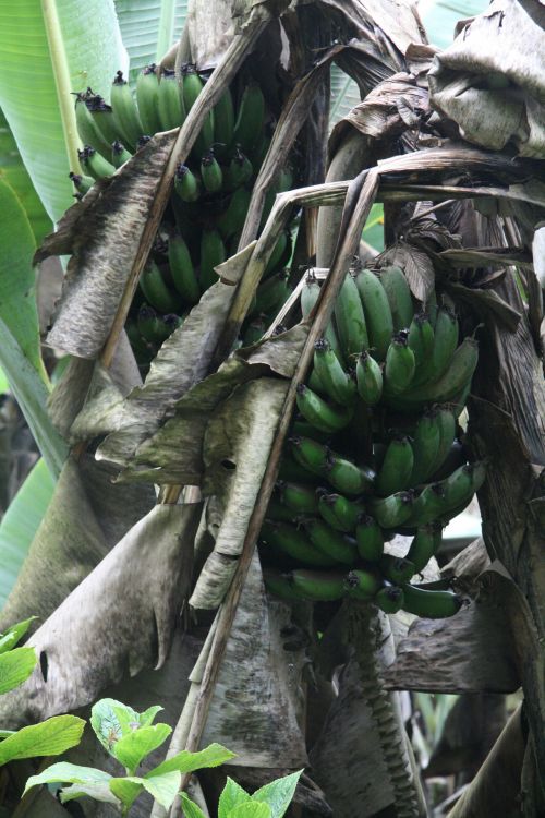 Costa Rica Wild Bananas