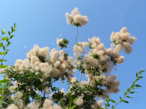 cotinus nature flowers