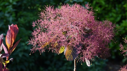 cotinus dummeri grace  tree wigs  garden