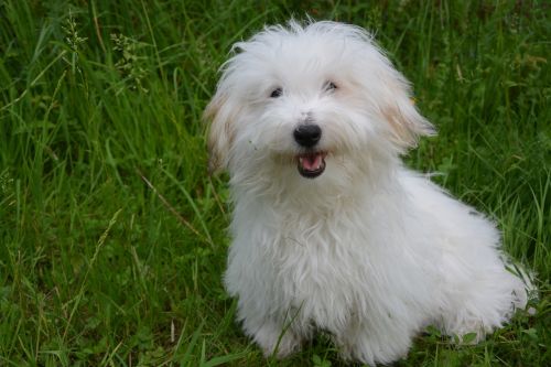 coton de tulear dog white dog