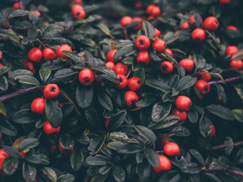 cotoneaster plants leaves