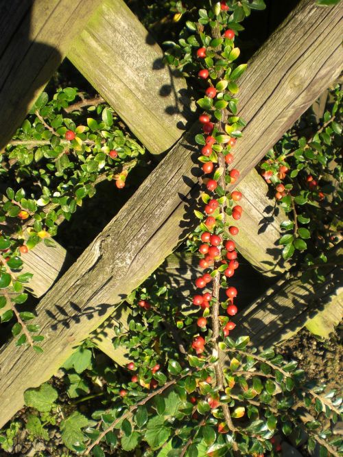 cotoneaster berries plant