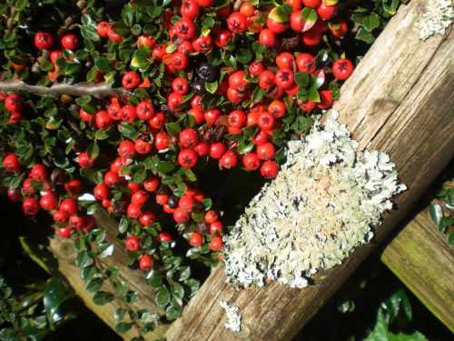 cotoneaster berries plant