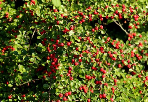 cotoneaster  red fruits  ornamental shrub
