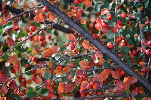 cotoneaster  berry  autumn