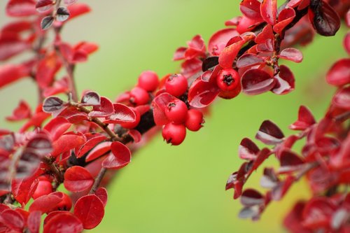 cotoneaster  berries  red