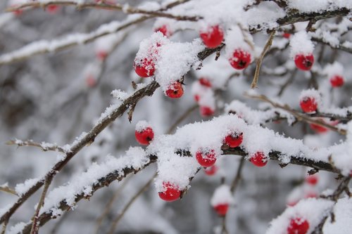 cotoneaster  berries  red