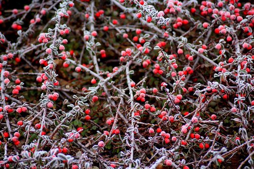 cotoneaster  bush  winter