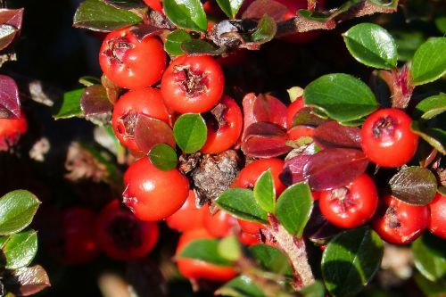cotoneaster fruits red